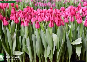 San Christina ® | Tulip | Jan de Wit en Zonen B.V.